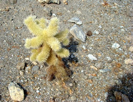 Teddy Bear Cholla