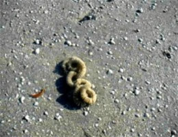 Fighting Conch Egg Case