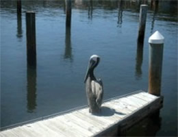 Pelican on Wharf