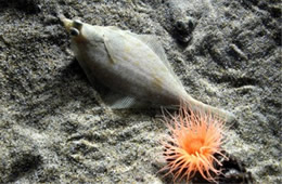 Aquarium Fish and Anemone from the Californian Academy of Sciences