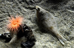 Aquarium Fish and Anemone from the Californian Academy of Sciences