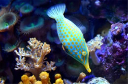 Aquarium Fish from the Californian Academy of Sciences