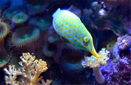 Aquarium Fish from the Californian Academy of Sciences