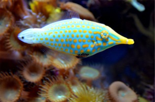 Aquarium Fish from the Californian Academy of Sciences