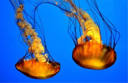 Aquarium Jellyfish from the Californian Academy of Sciences