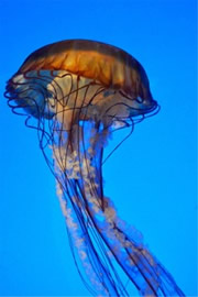 Aquarium Jellyfish from the Californian Academy of Sciences