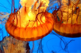 Aquarium Jellyfish from the Californian Academy of Sciences