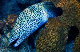 Aquarium Moray Eel from the Californian Academy of Sciences