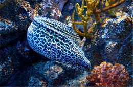 Aquarium Moray Eel from the Californian Academy of Sciences