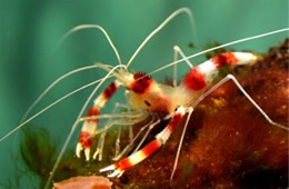 Banded Boxer Shrimp Californian Academy of Sciences