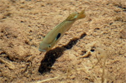 Lepomis cyanellus - Green Sunfish