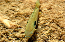 Lepomis cyanellus - Green Sunfish