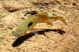 Lepomis cyanellus - Green Sunfish