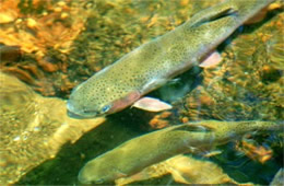 Salmonidae - Trout