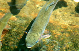 Salmonidae - Trout