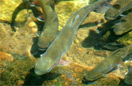 Salmonidae - Trout