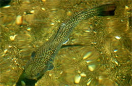 Salmonidae - Trout