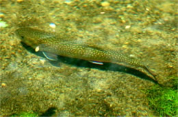 Salmonidae - Trout