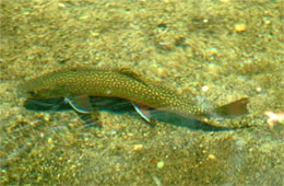 Salmonidae - Trout