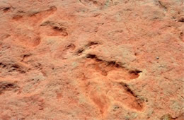 Dinosaur Track Fossils