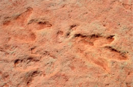 Dinosaur Track Fossils