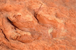 Dinosaur Track Fossils