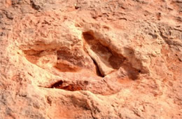 Dinosaur Track Fossils