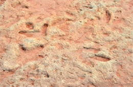 Dinosaur Track Fossils