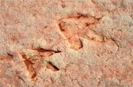 Dinosaur Track Fossils