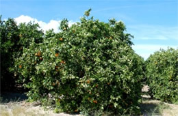 Orange Trees