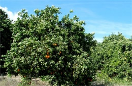 Orange Trees