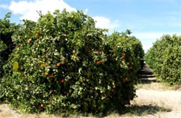 Orange Trees