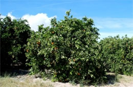 Orange Trees