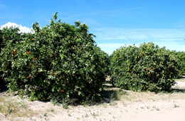 Orange Trees