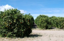 Orange Trees