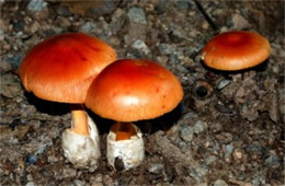 Amanita Mushroom