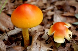 Amanita Mushroom