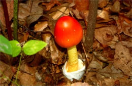 Amanita Mushroom