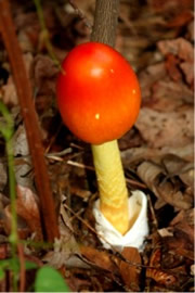 Amanita Mushroom