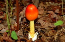 Amanita Mushroom