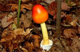 Amanita Mushroom