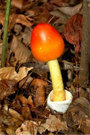 Amanita Mushroom