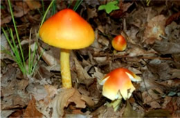 Amanita Mushroom