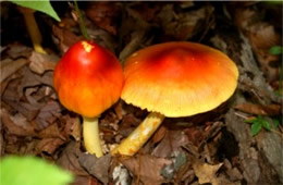 Amanita Mushroom