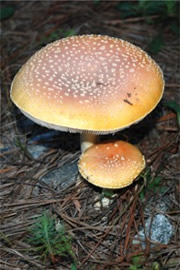 Amanita Mushrooms