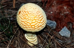 Amanita Mushroom