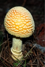 Amanita Mushroom