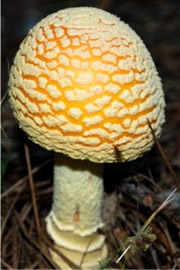 Amanita Mushroom