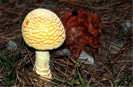 Amanita Mushroom