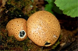 Scleroderma citrinum - Puffball Mushroom